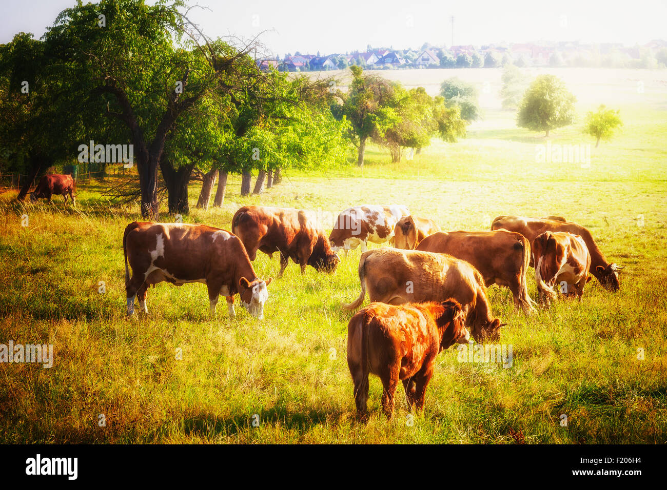 Cows grazing on pasture. Beautiful rural sunny landscape in summer ...