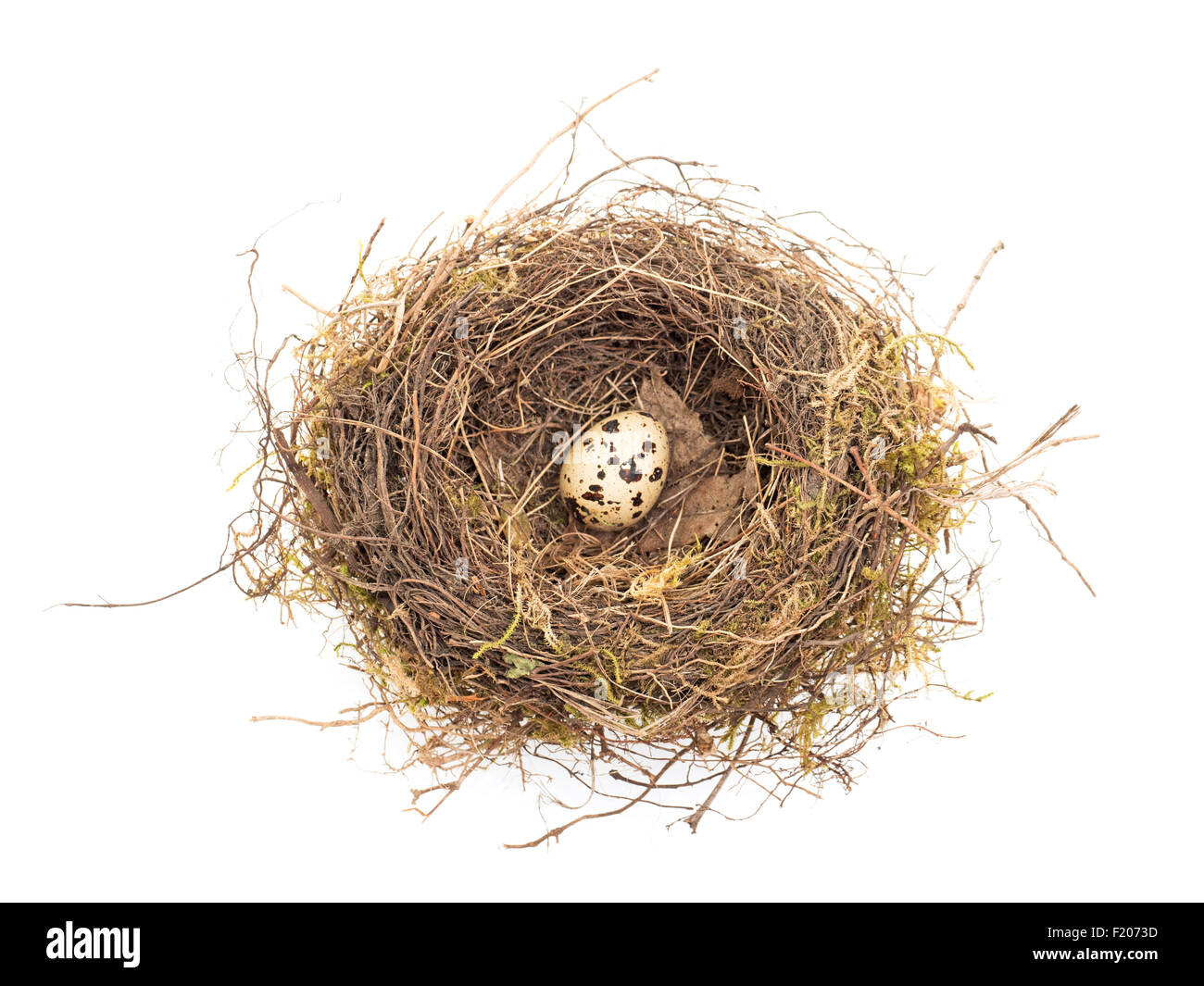 Nest mit Wachteleiern Stock Photo