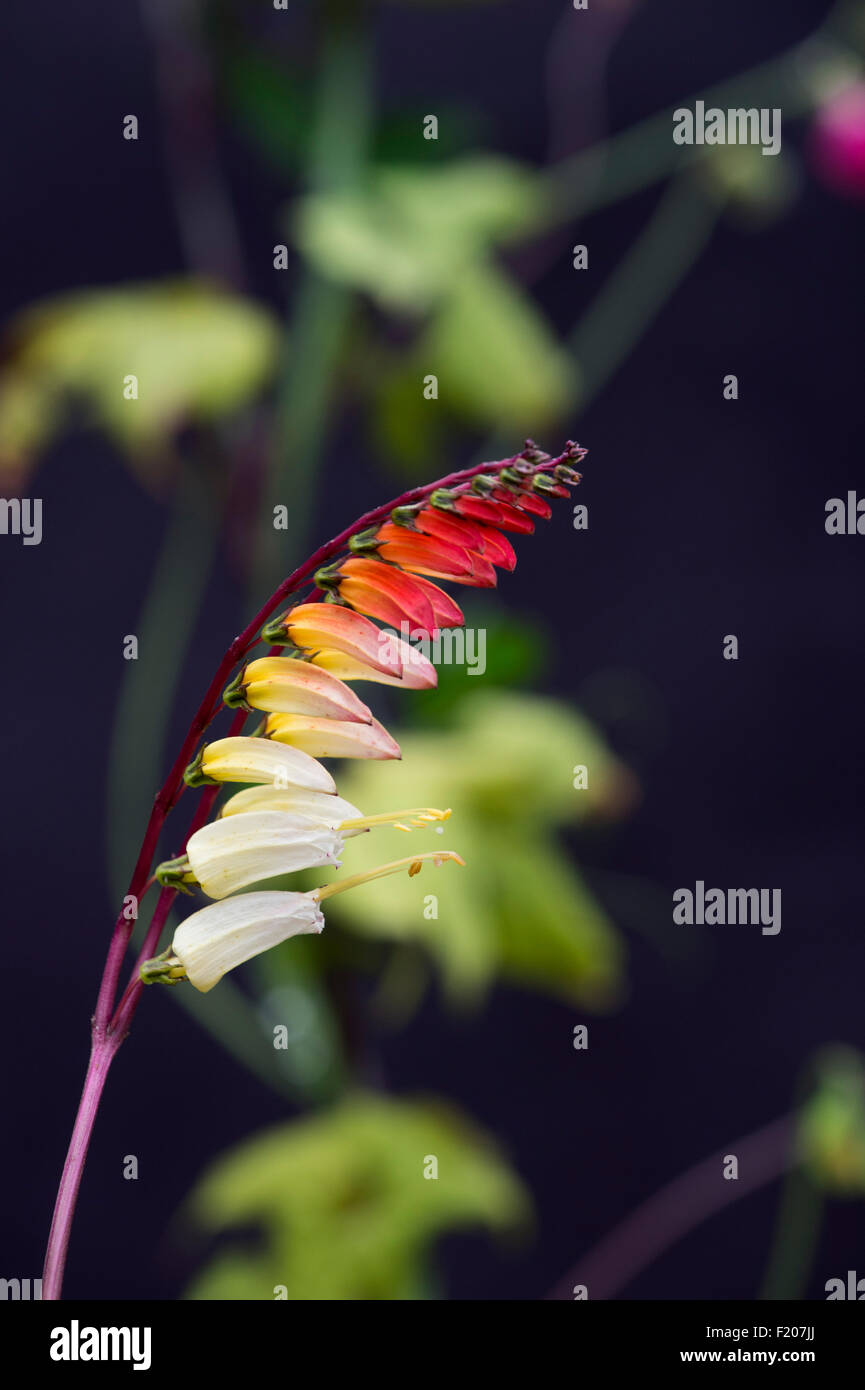 Ipomoea lobata. Spanish Flag. Ipomoea versicolor. Firecracker vine flowering Stock Photo