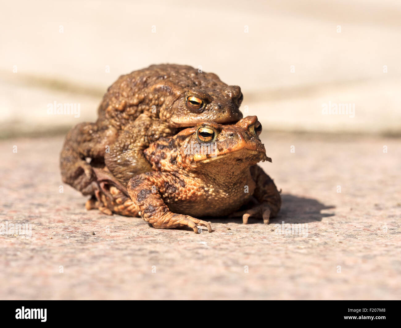 zwei Erdkröten im Huckepack Stock Photo Alamy