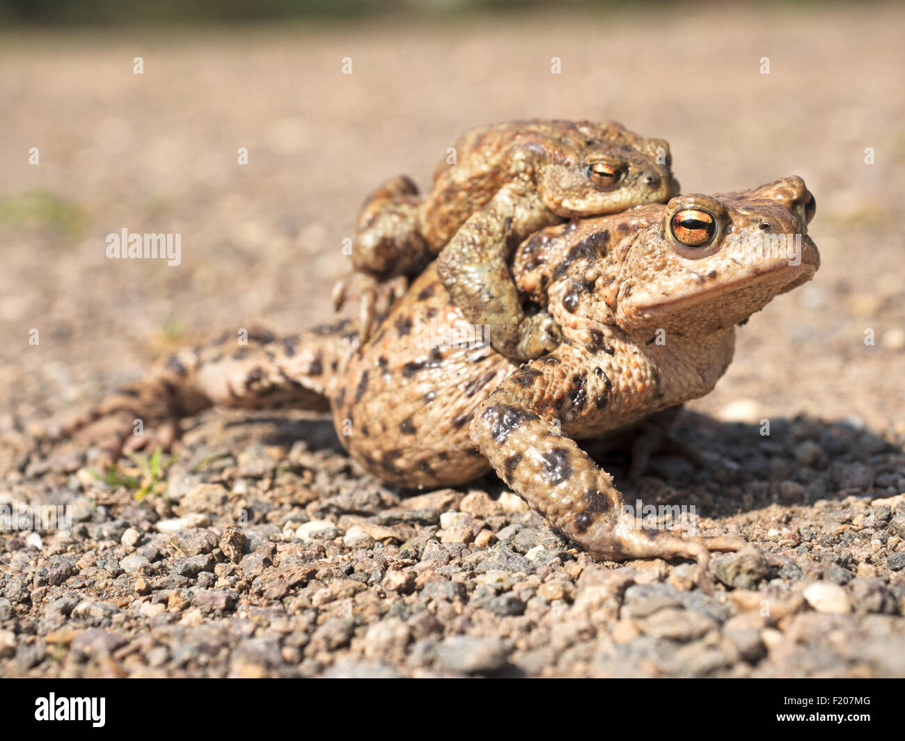 Erdkröten im Huckepack Stock Photo Alamy