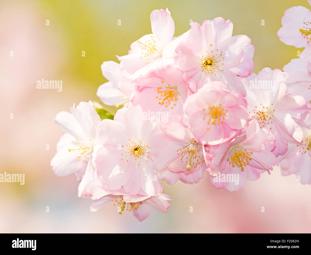 Kirschblüte im Frühling Stock Photo