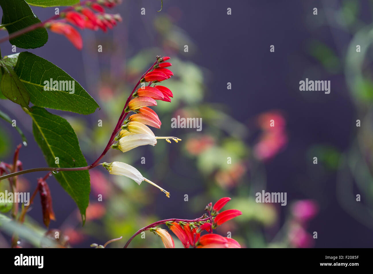 Ipomoea lobata. Spanish Flag. Ipomoea versicolor. Firecracker vine flowering Stock Photo