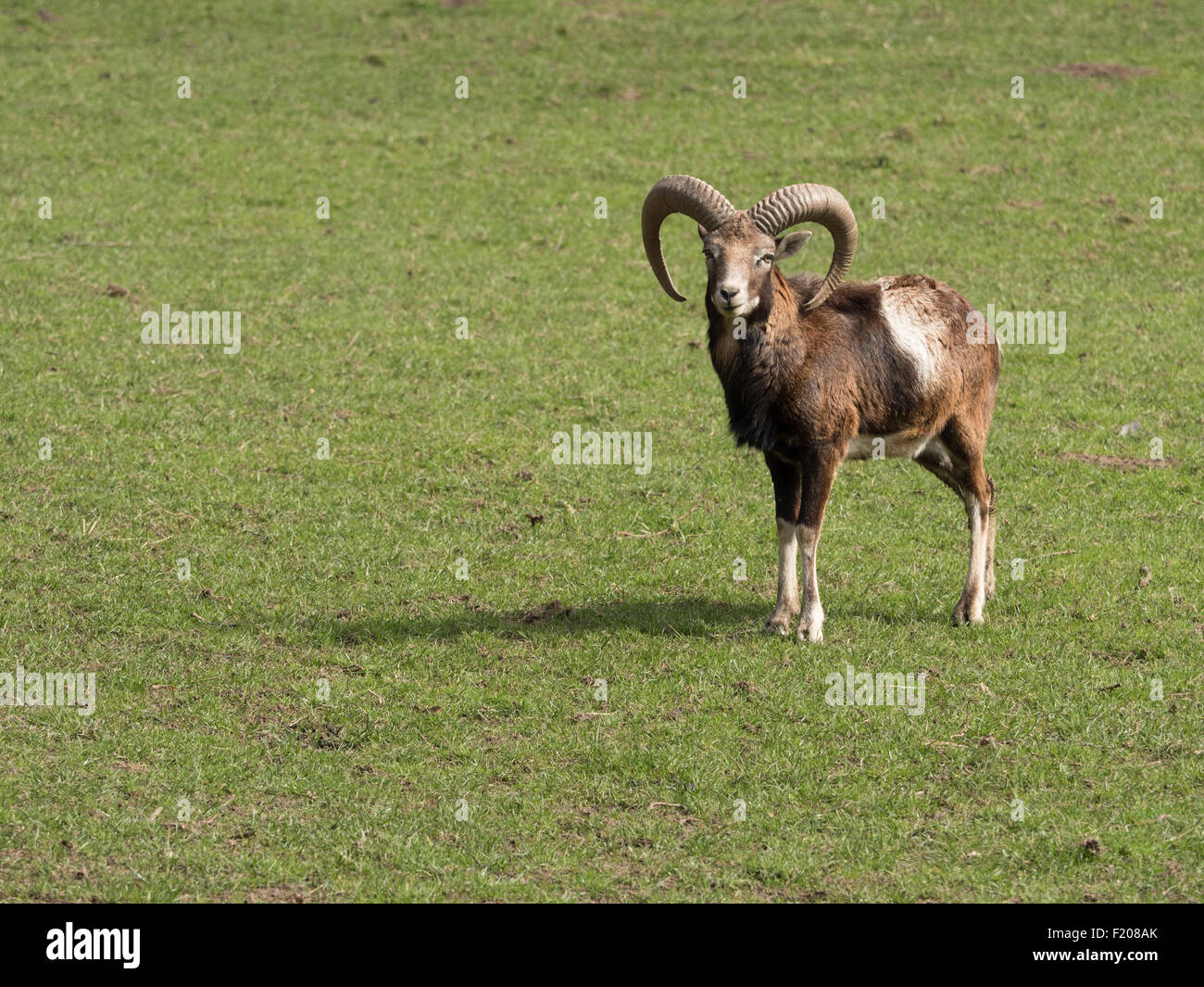 Mufflon steht auf einer Wiese Stock Photo