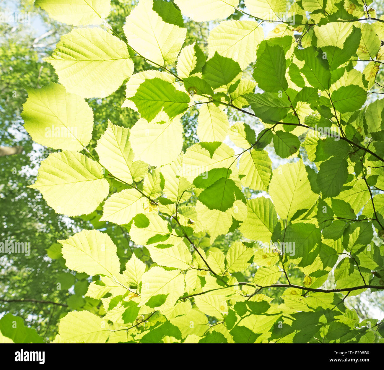 Blätter im Gegenlich Stock Photo
