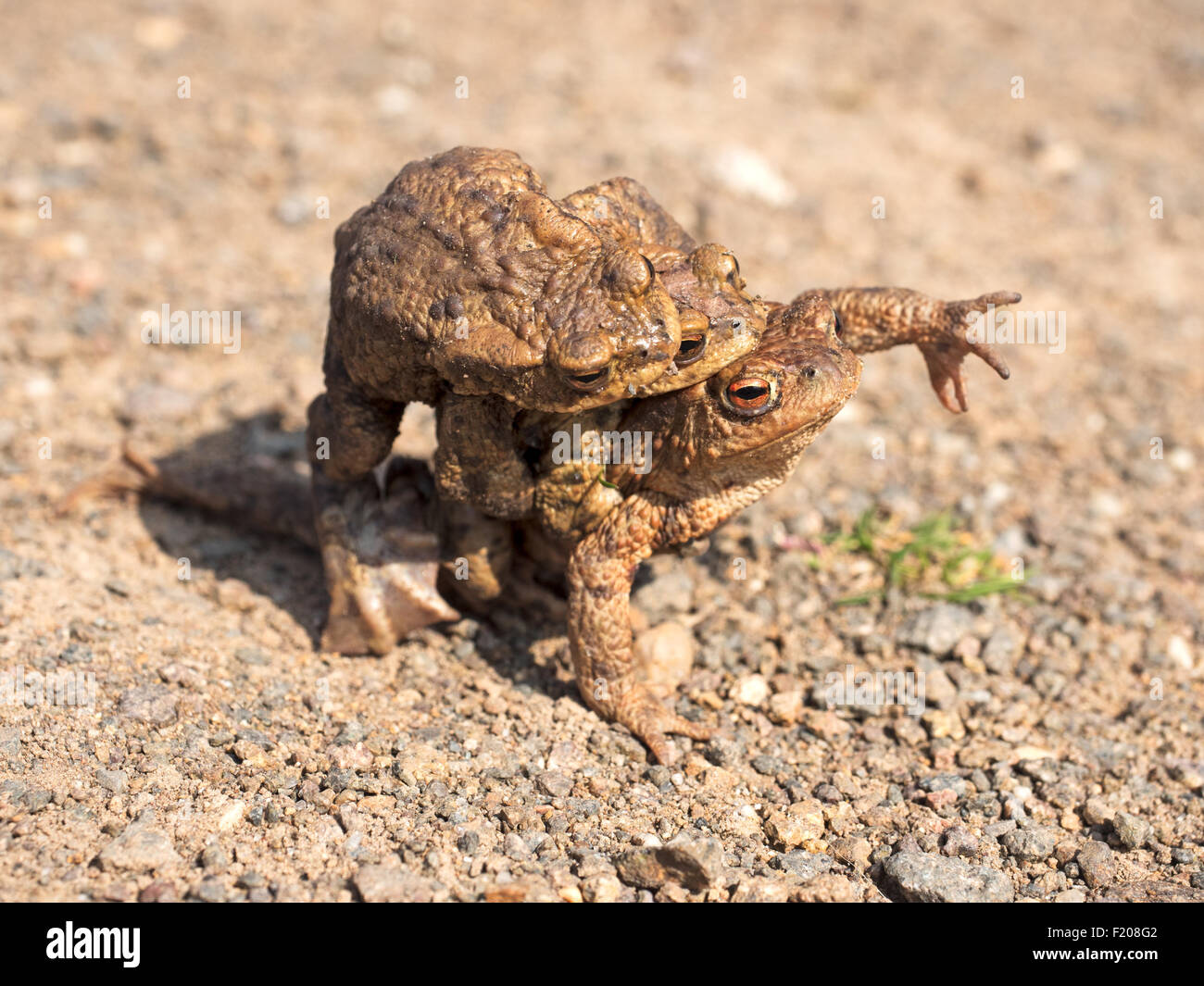 2 Erdkröten Stock Photo