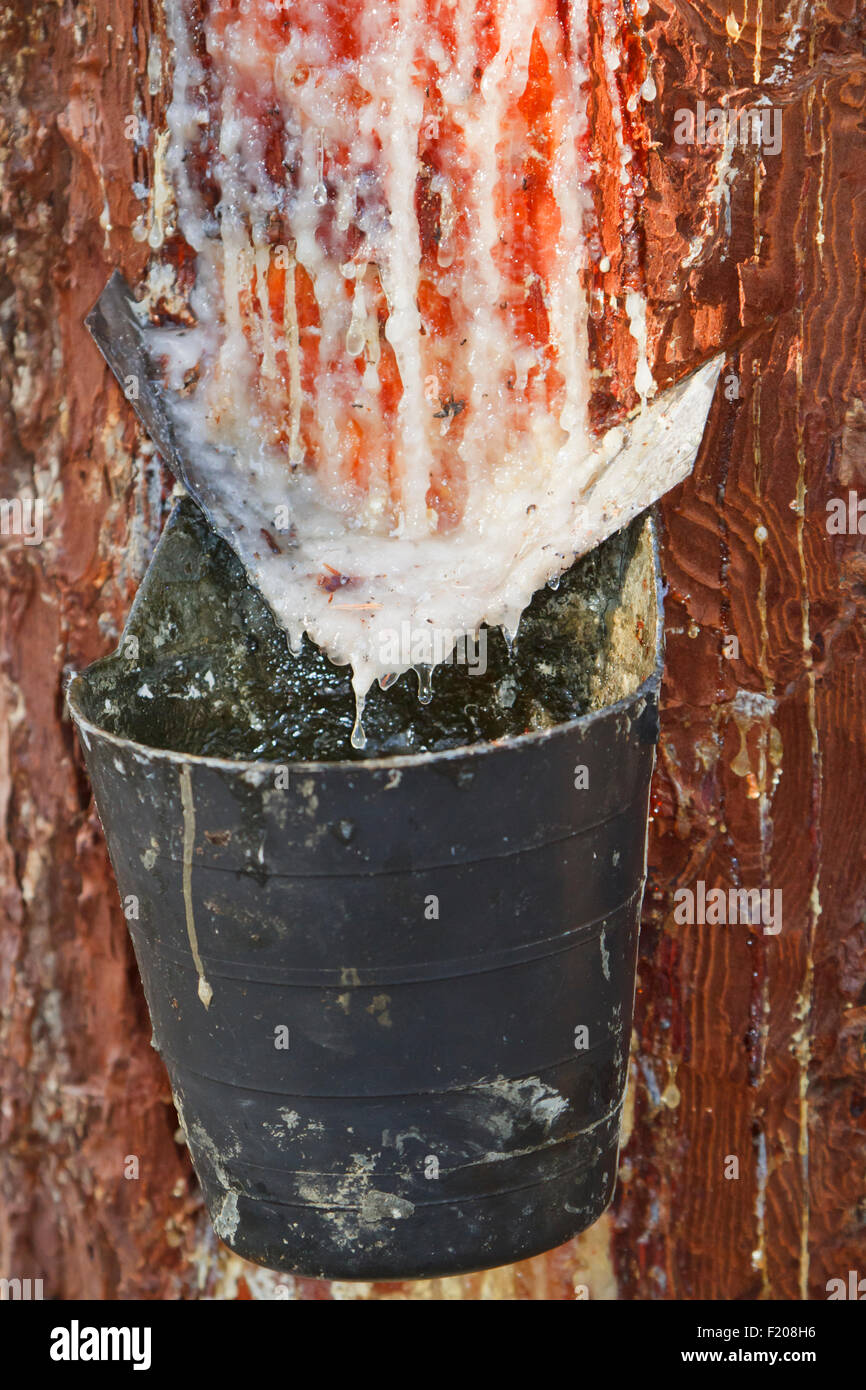 Close up of Pine resin extraction Stock Photo