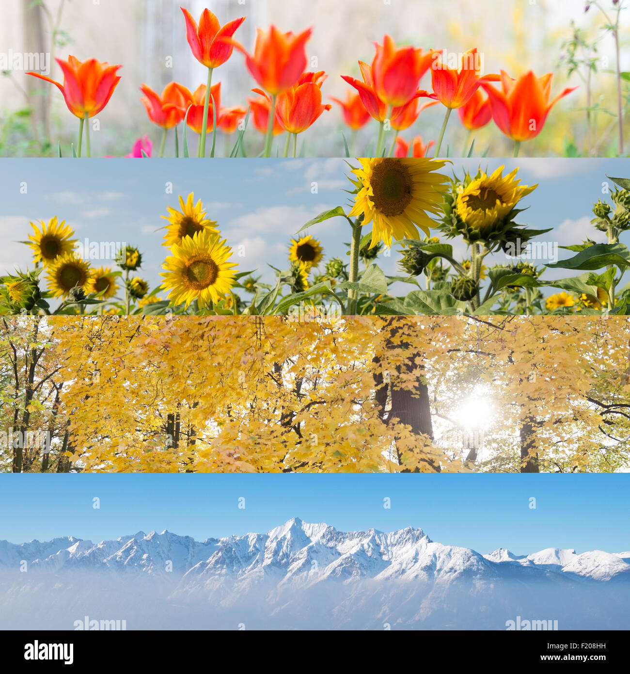 vier Jahreszeiten in einem Bild Stock Photo