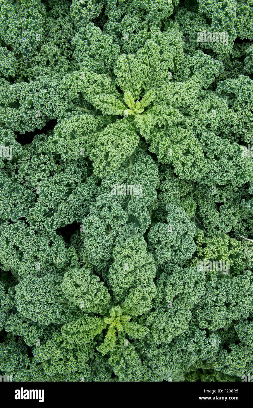 Brassica oleracea. Kale 'Dwarf green curled' Stock Photo