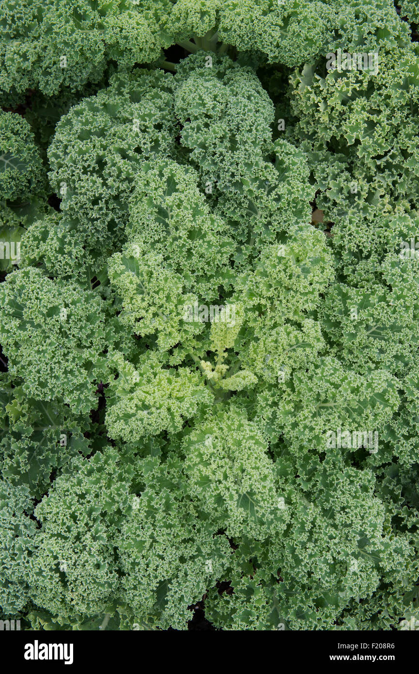 Brassica oleracea. Kale 'Dwarf green curled' Stock Photo