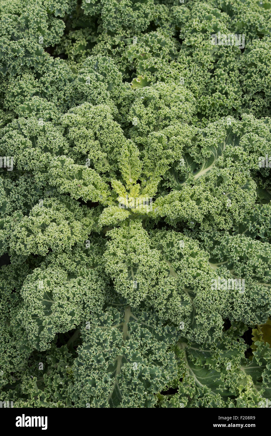 Brassica oleracea. Kale 'Reflex' Stock Photo