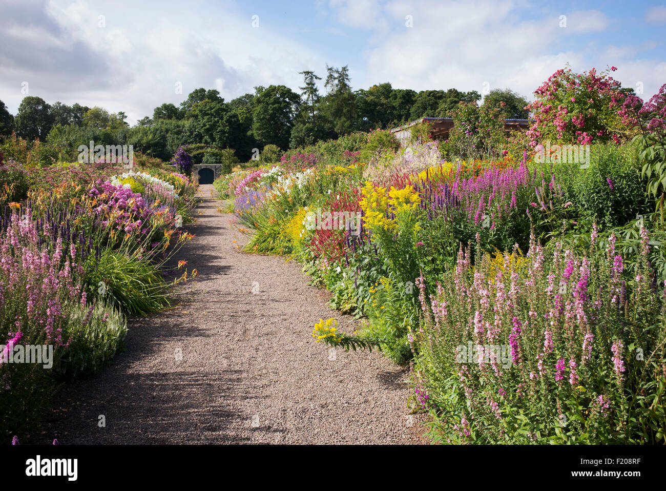 Late Summer herbaceous borders in Floors Castle walled gardens Kelso, Scotland Stock Photo