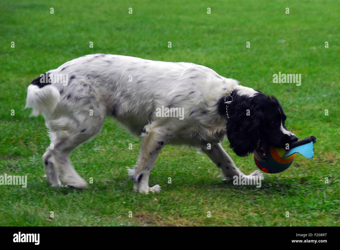 sprocker,spaniel,dog,springer,cocker,cross,gun dog Stock Photo