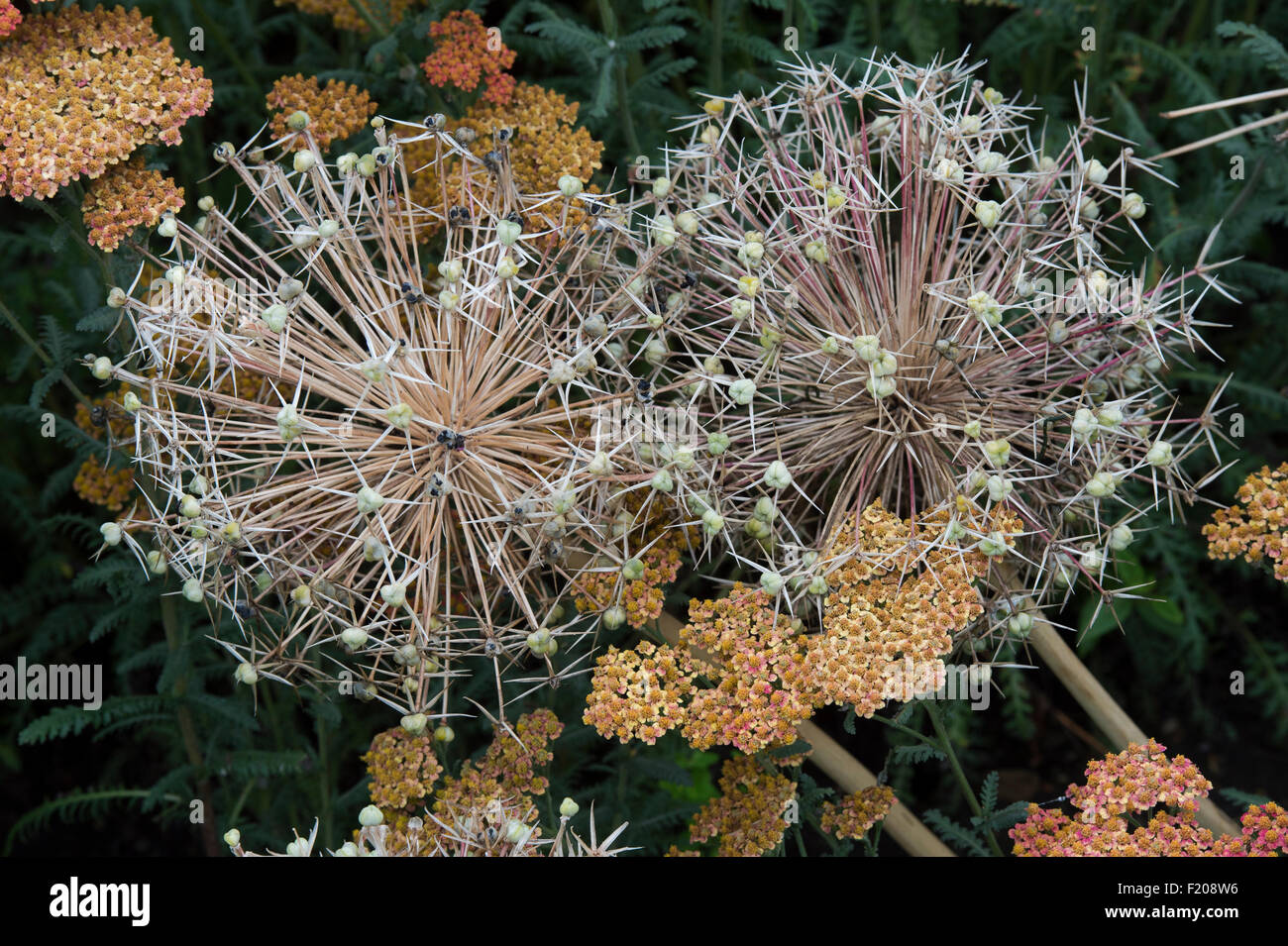 Allium dried seedheads garden hires stock photography and images Alamy