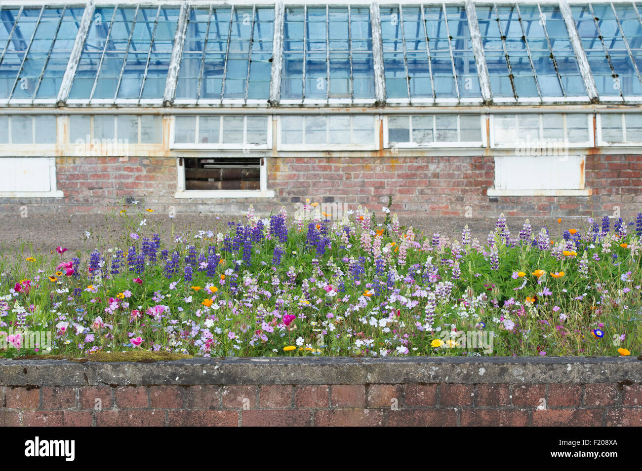 Wildflower bed in front of large Victorian greenhouse in Floors Castle walled gardens Kelso, Scotland Stock Photo
