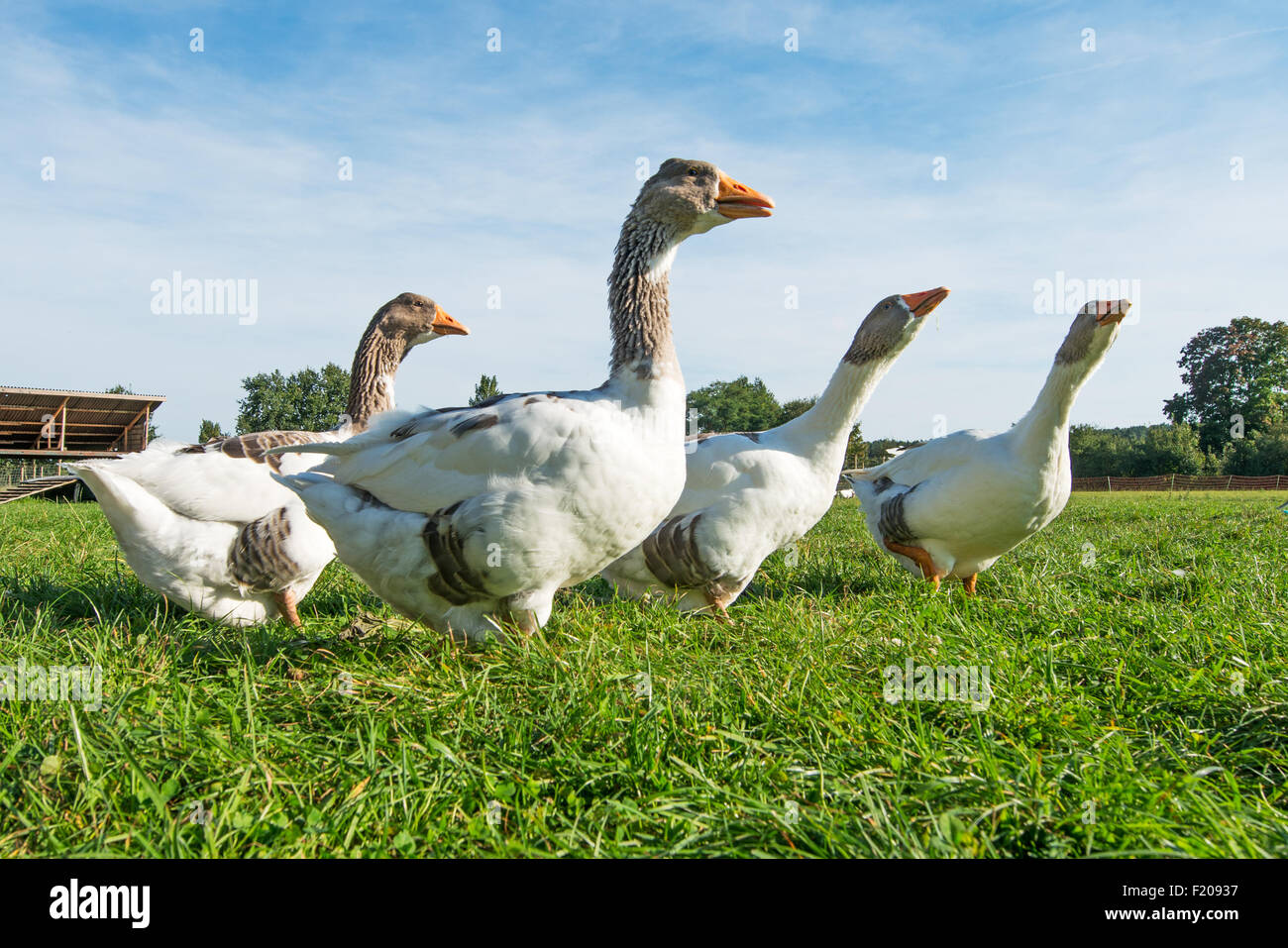 Gänse auf dem Bauernhof Stock Photo