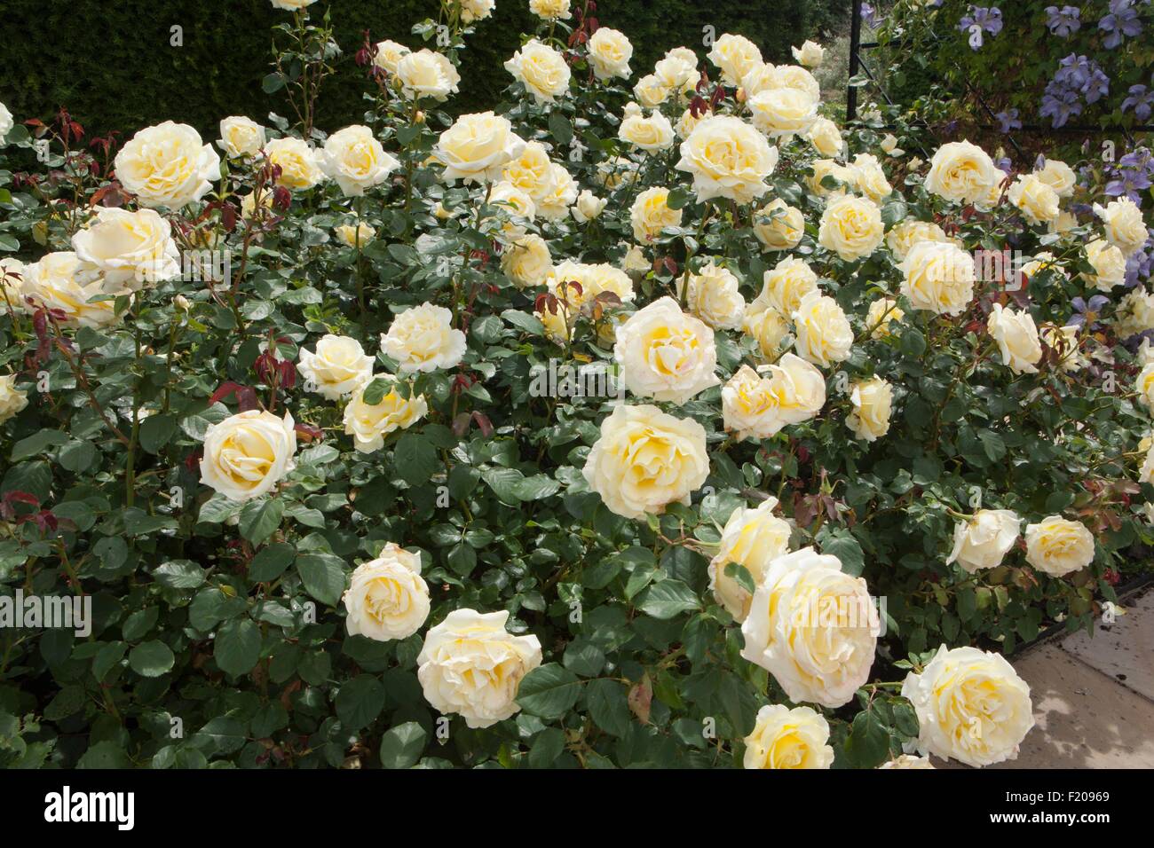 Elina rose hi-res stock photography and images - Alamy