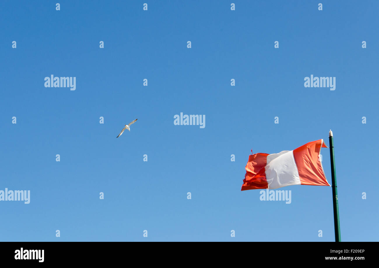 Seagull in a blue sky and a flag Stock Photo