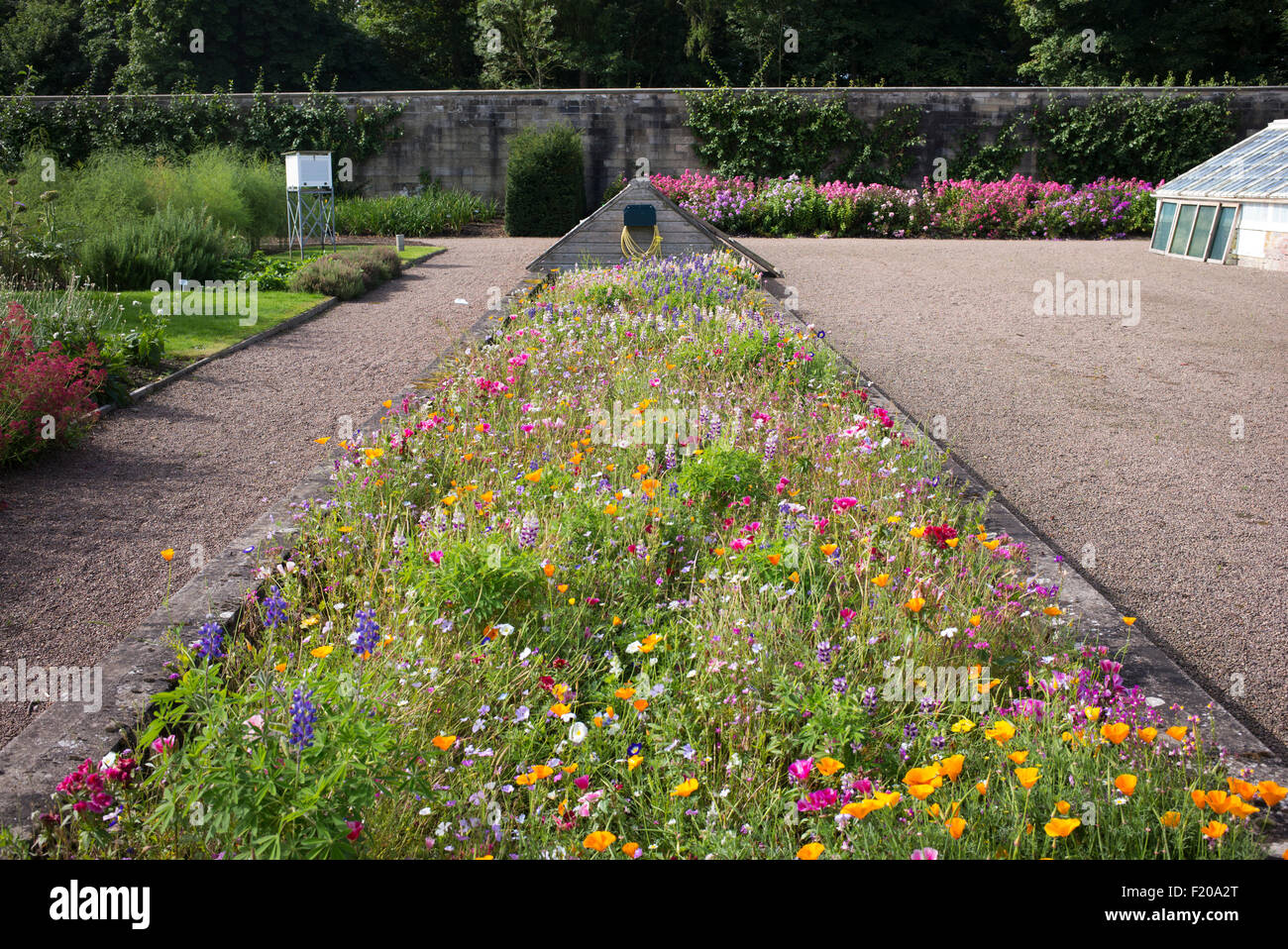 Wildflower bed inside the walled garden at Floors Castle walled gardens