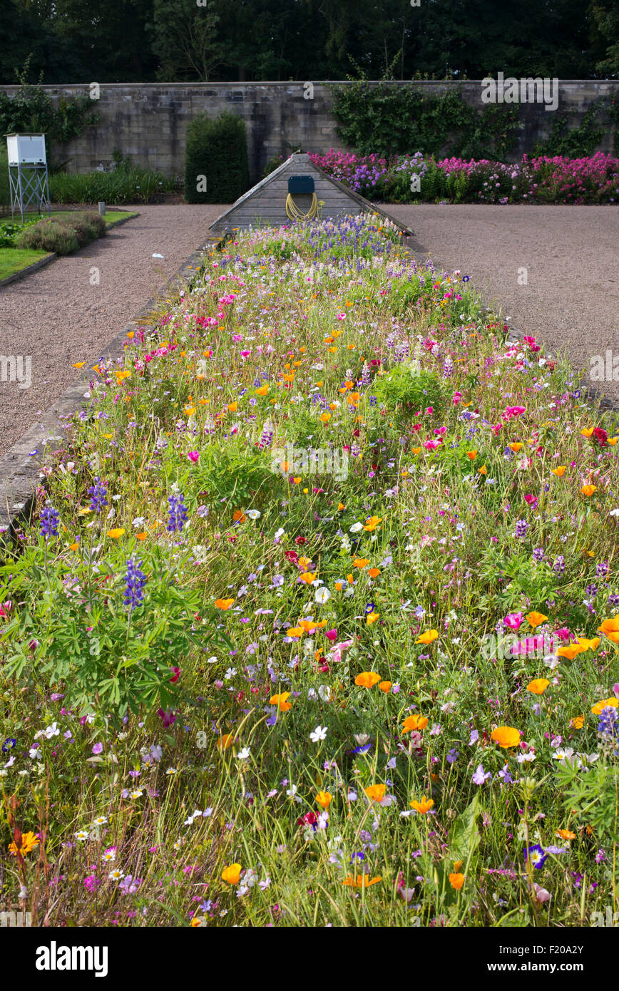 Wildflower bed inside the walled garden at Floors Castle walled gardens Kelso, Scotland Stock Photo