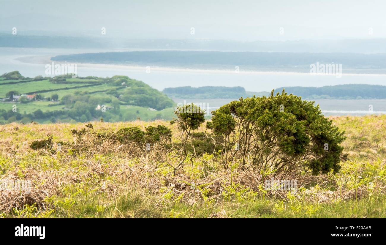 Gorse bush overlooking sea, fields and Welsh landscape Stock Photo