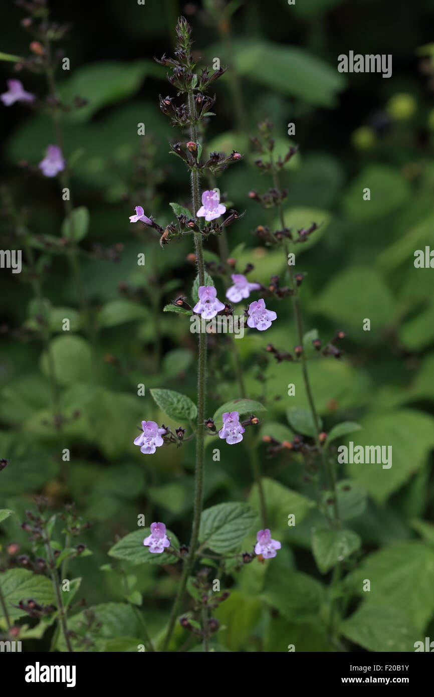 Wood calamint calamintha sylvatica hi-res stock photography and images ...