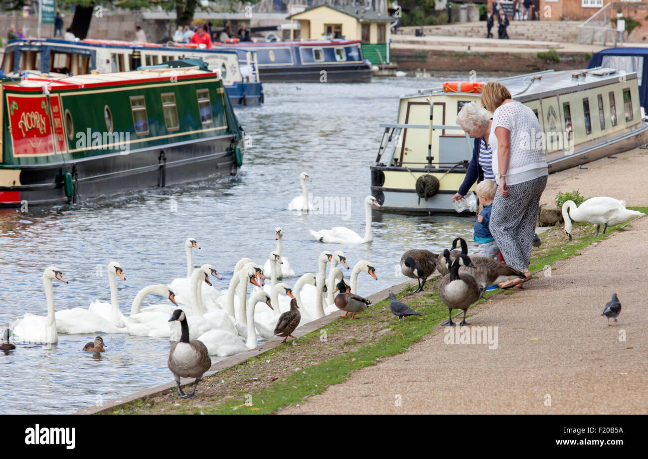 Feeding the Swans on the River Avon, Stratford upon Avon, Warwickshire, England, UK Stock Photo
