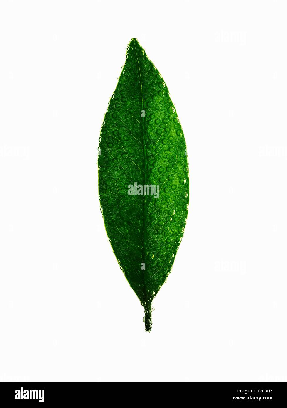 Still life of green leaf covered in water droplets and bubbles Stock Photo