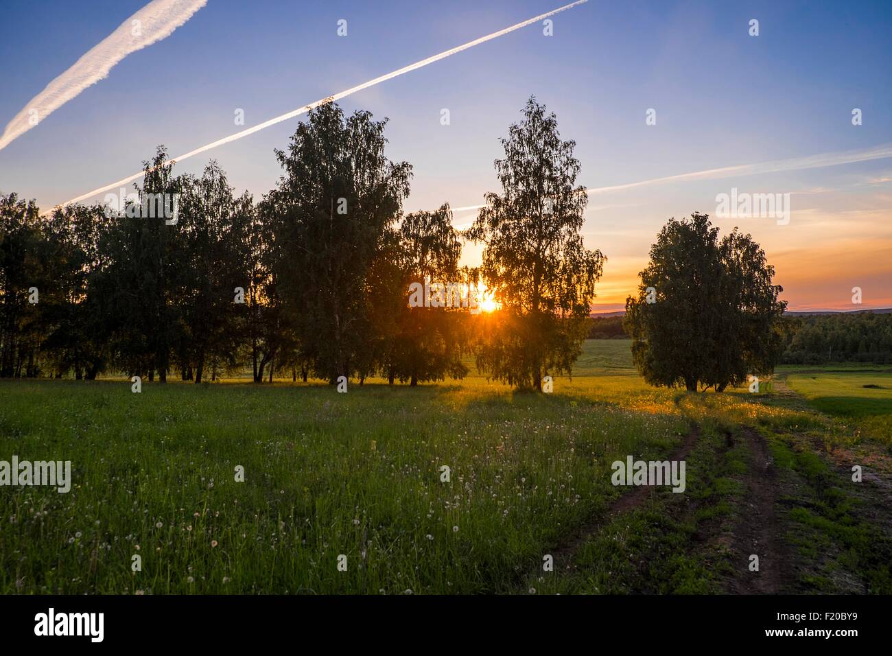 Silhouetted trees in field at sunset Stock Photo - Alamy