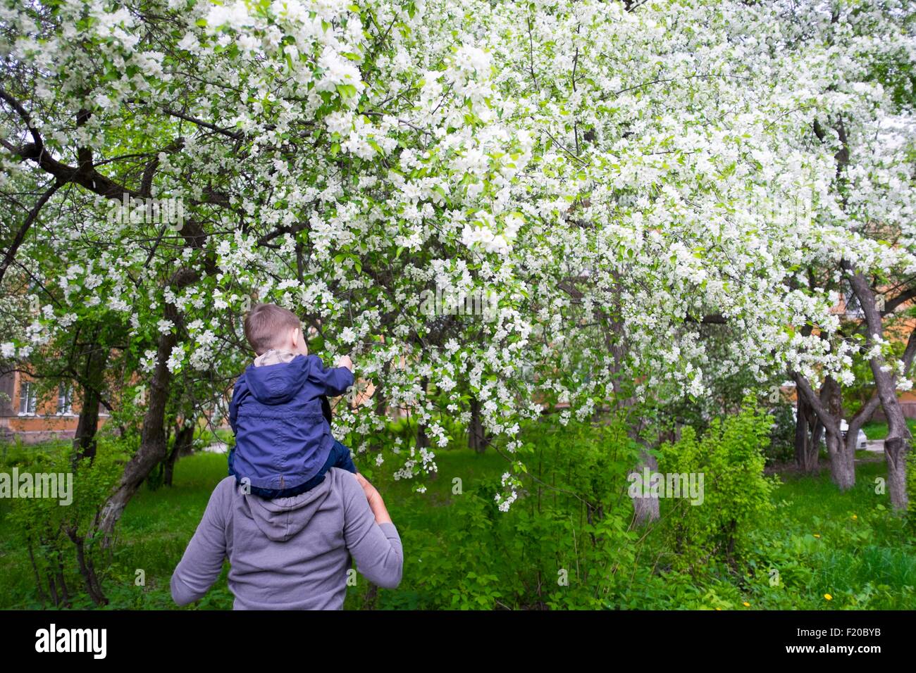 Male toddler sitting on fathers shoulders looking at white orchard blossom Stock Photo