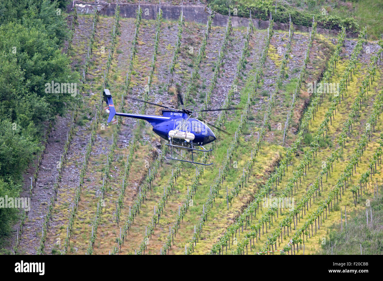 Helicopter spraying vineyards on slopes of Mosel Valley Germany Stock Photo