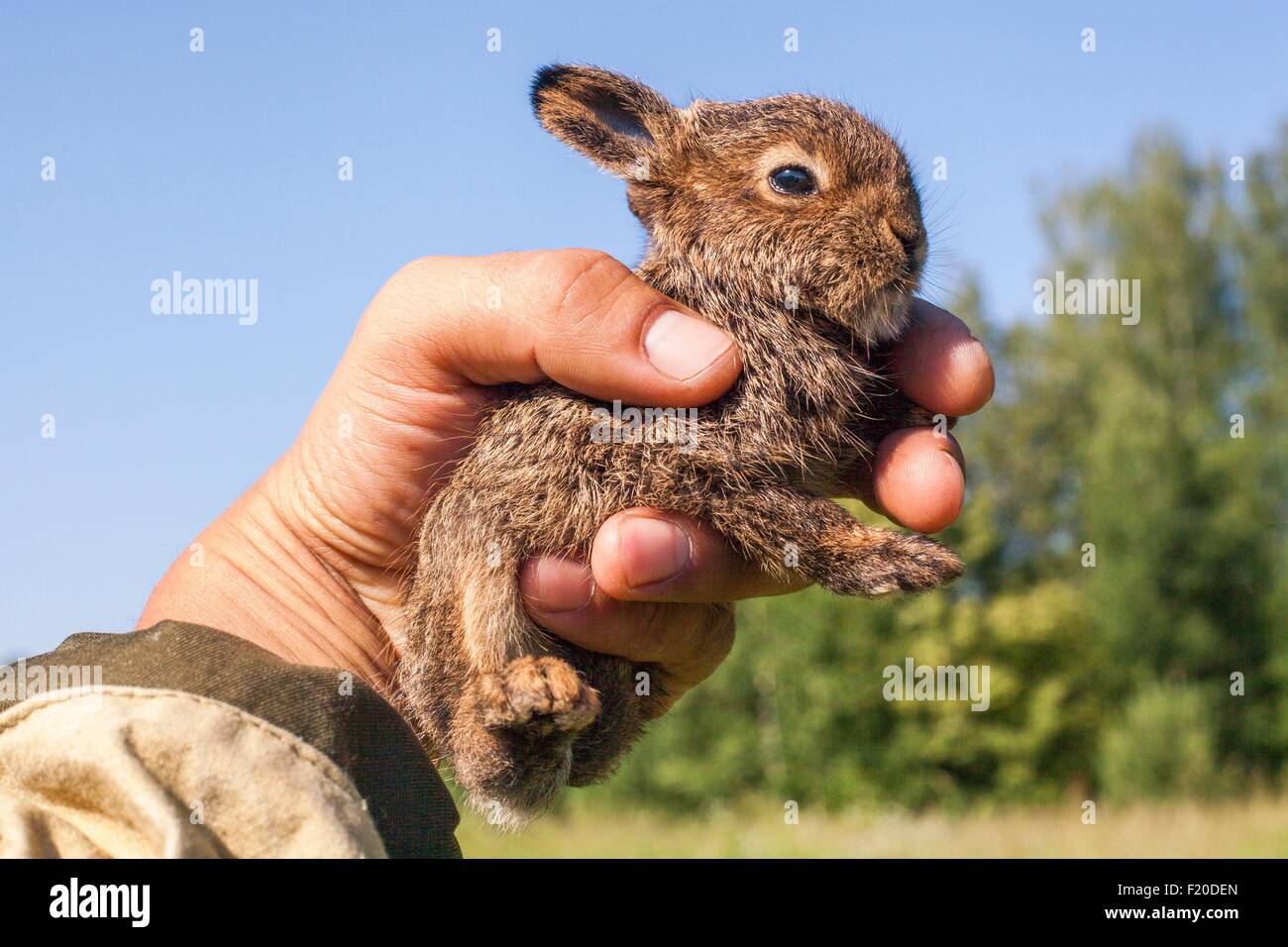 Close up of male hand holding up tiny juvenile rabbit Stock Photo