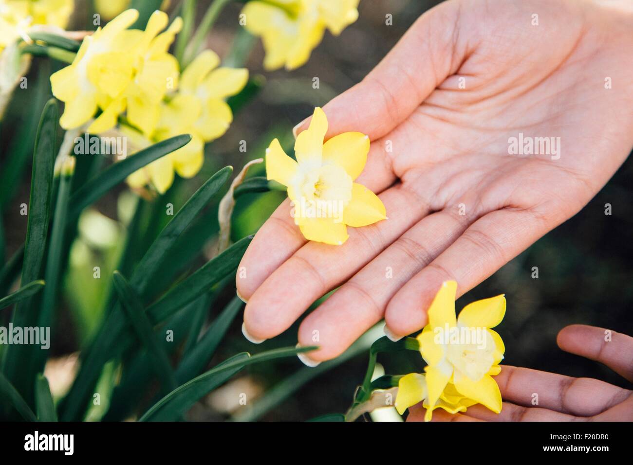 Cropped view of hands touching plant with yellow flowers Stock Photo