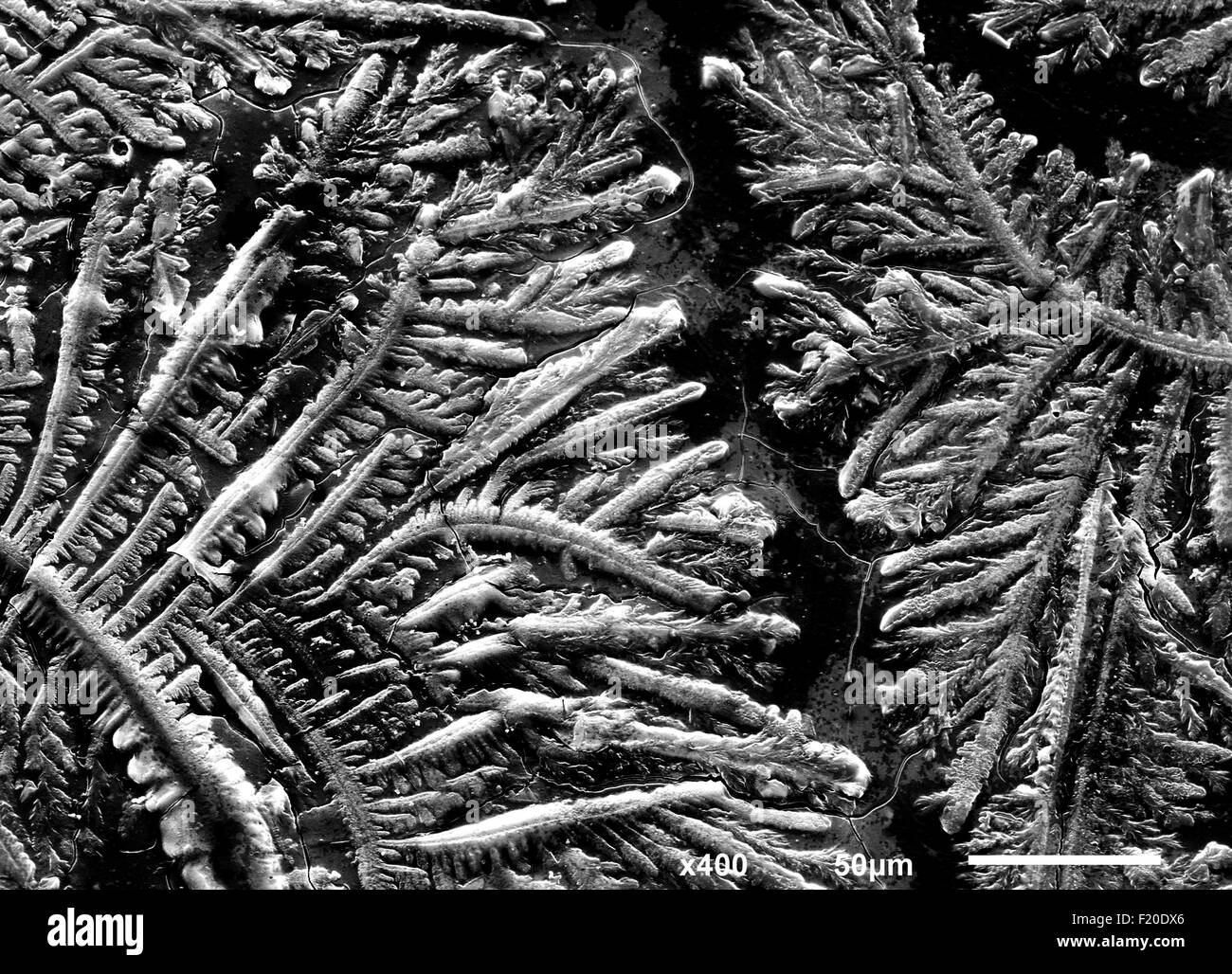 Complexity of human sadness teardrop imaged in a scanning electron microscope Stock Photo