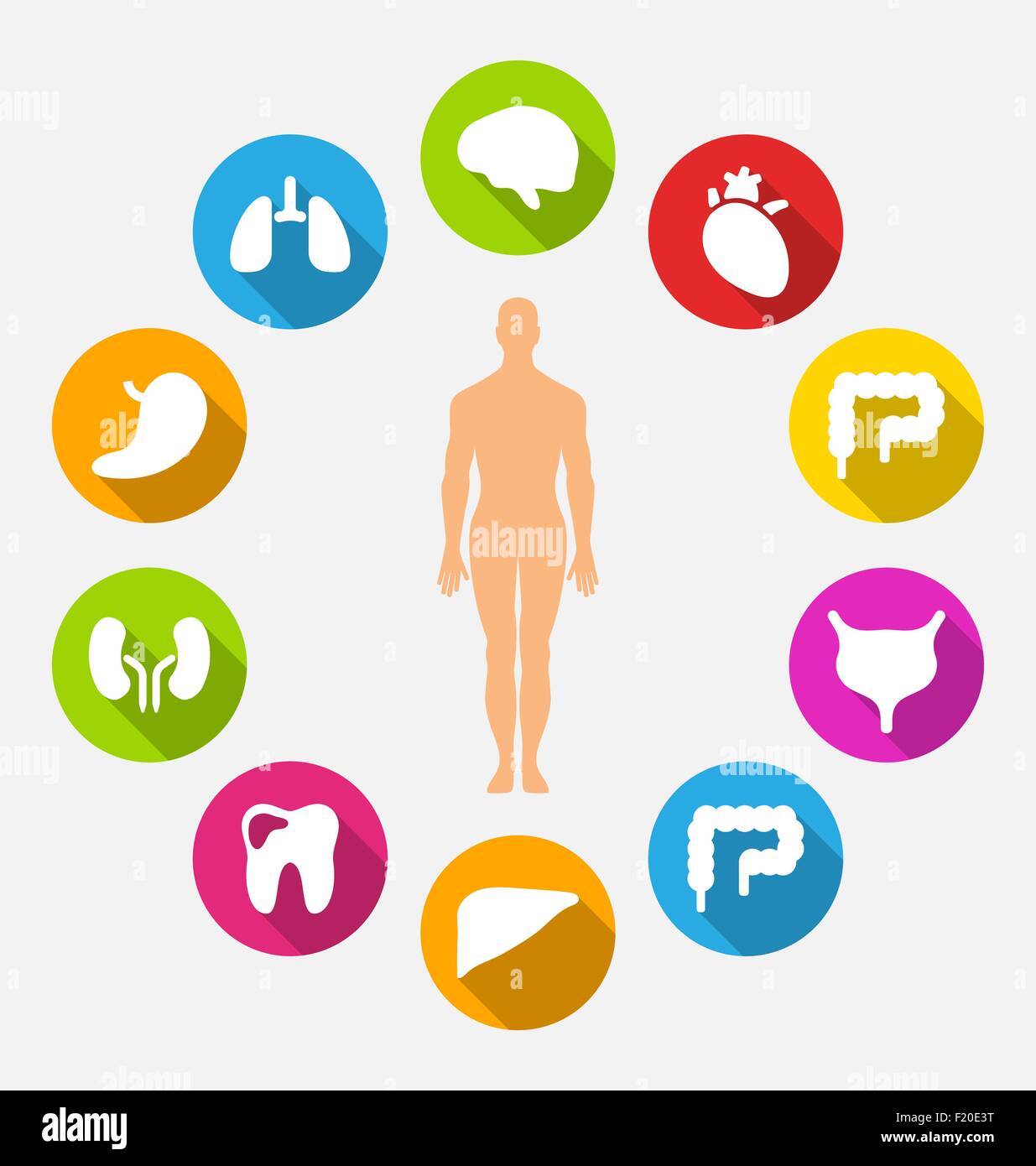 Silhouette of Male and Internal Human Organs Stock Vector Image & Art ...