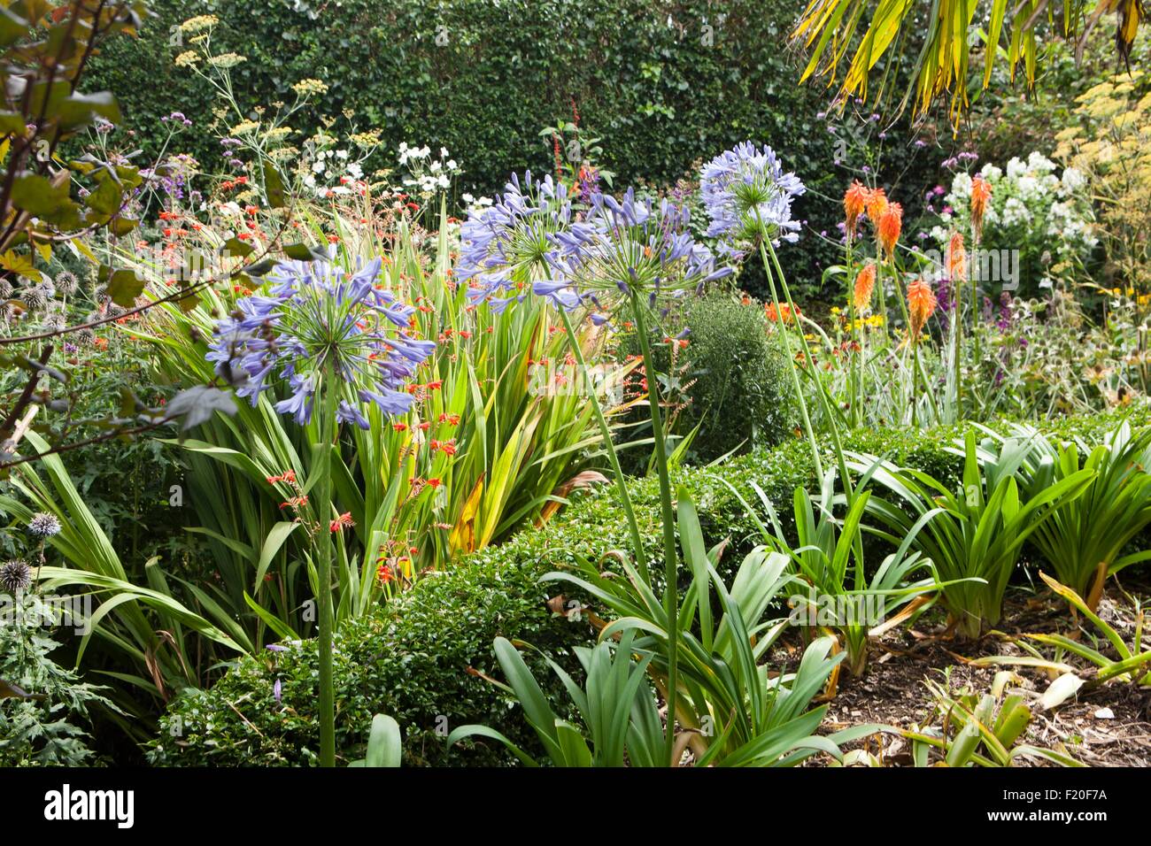 Poppy Cottage Garden On Roseland Peninsula In Cornwall Stock Photo