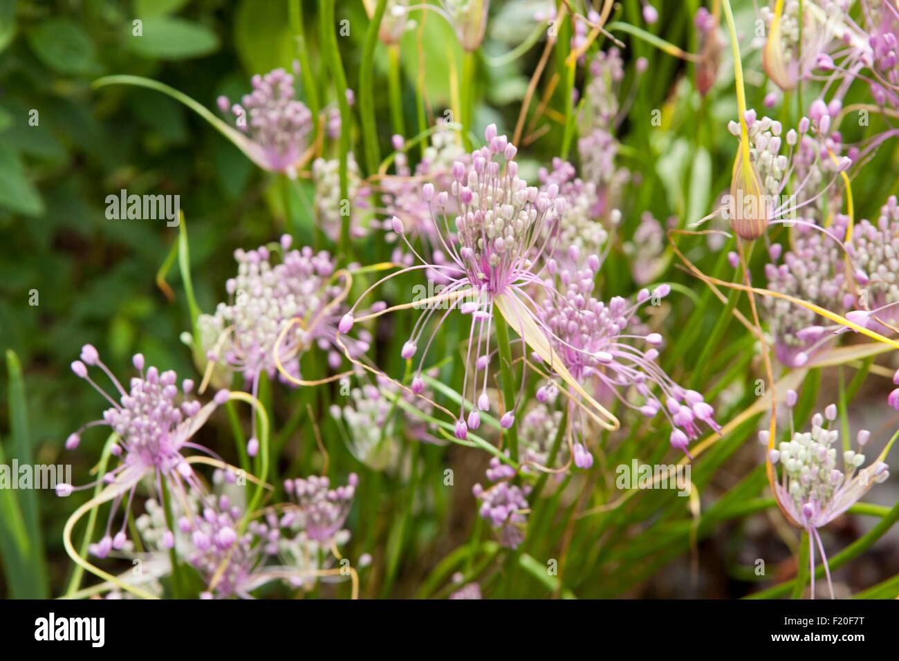 Allium Pulchellum in cottage garden on a summers day in Cornwall. Stock Photo