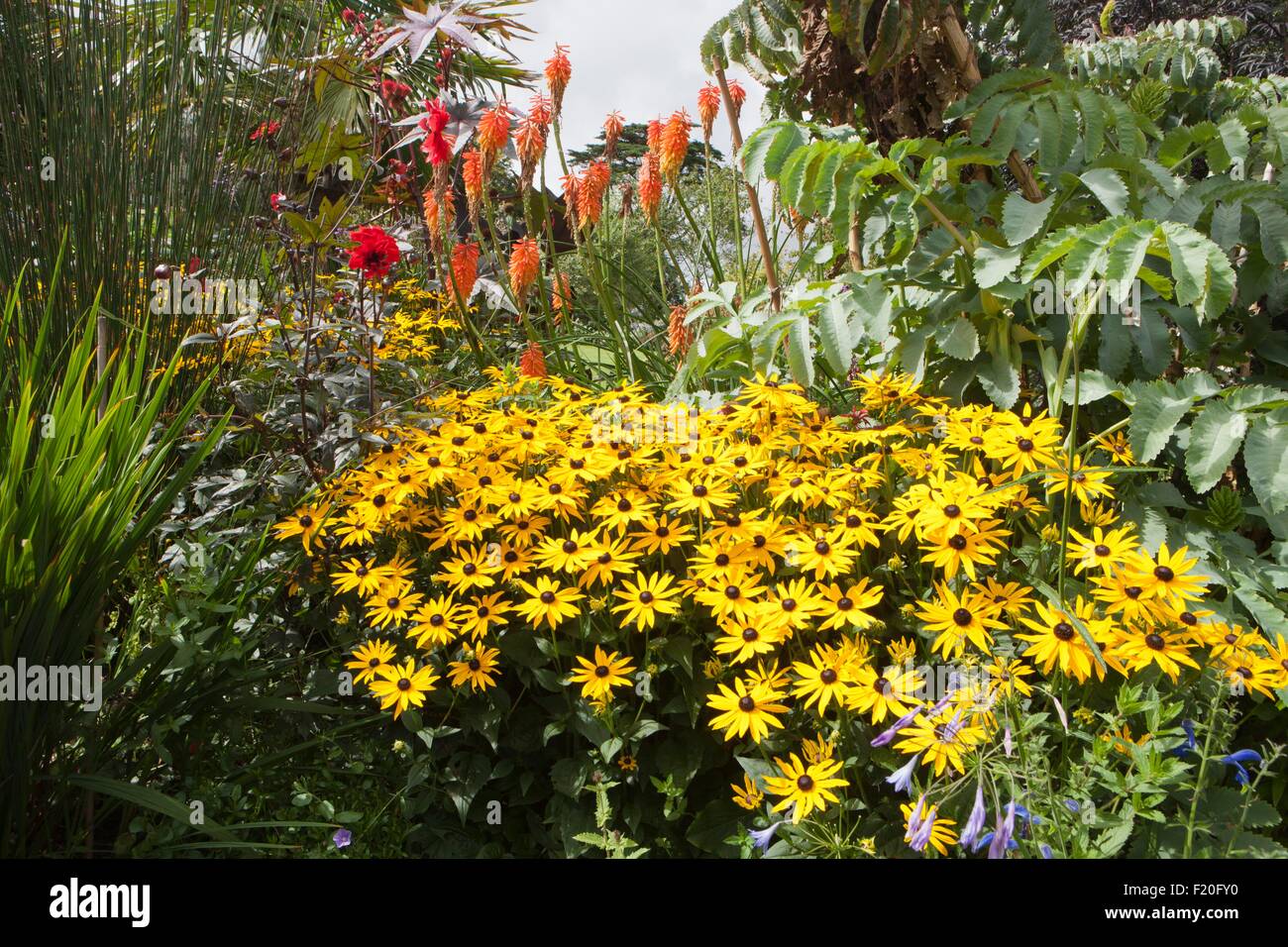 A mixed border at Poppy Cottage Garden on Roseland Peninsula in Cornwall with Rudbeckia Goldsturm in full flower. Stock Photo