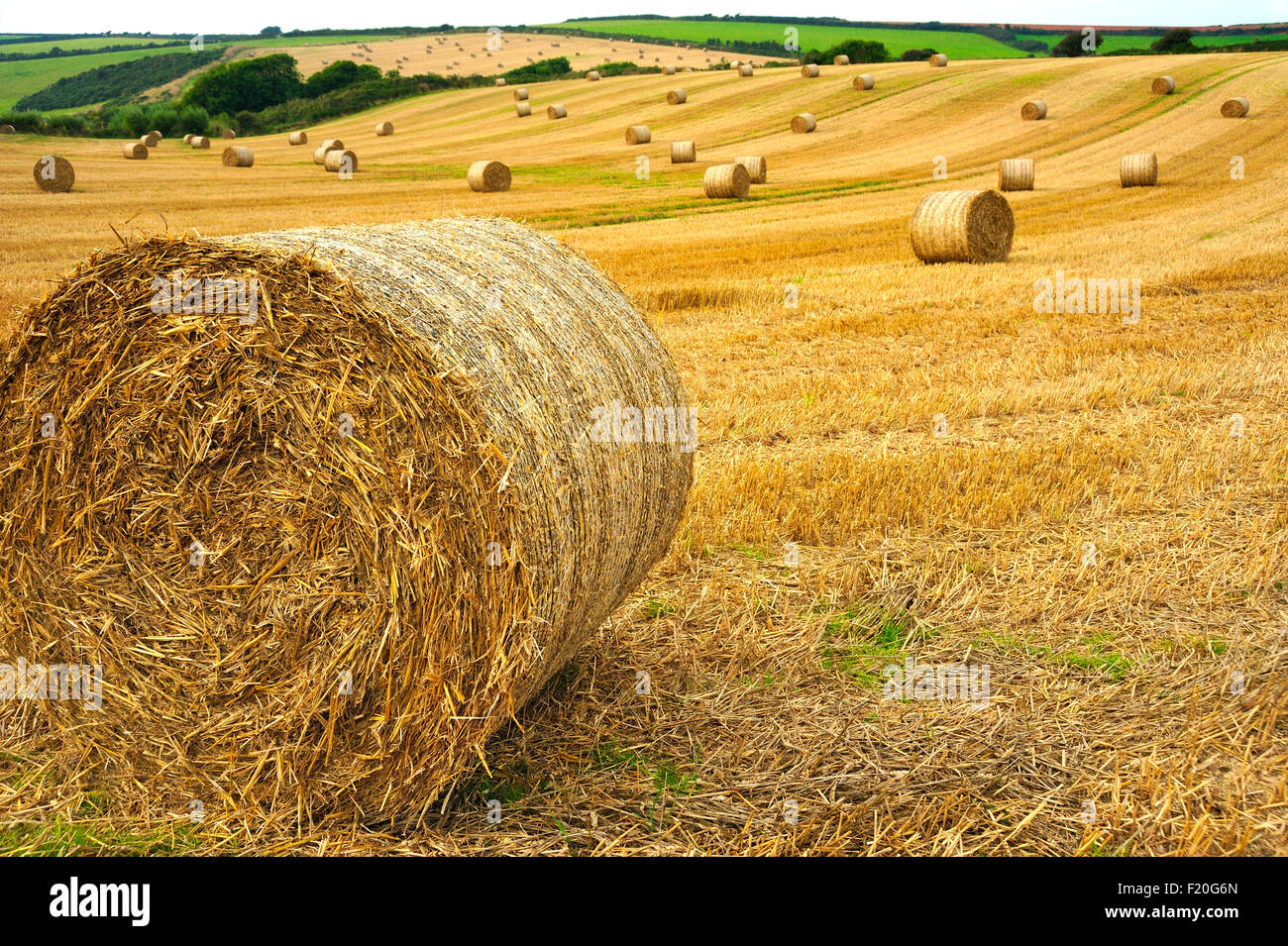 STRAW BALES IN FIELD IN DEVON UK Stock Photo Alamy