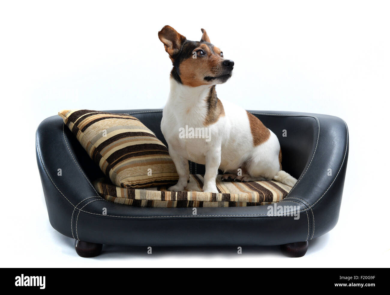 Cute Jack Russell Terrier sitting on Luxury Dog Bed Isolated on White