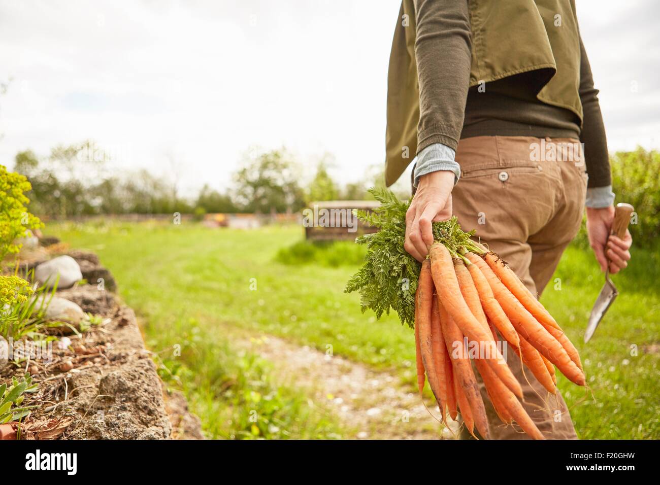 Mature woman outdoors, gardening, holding trowel and bunch of carrots, rear view, mid section Stock Photo