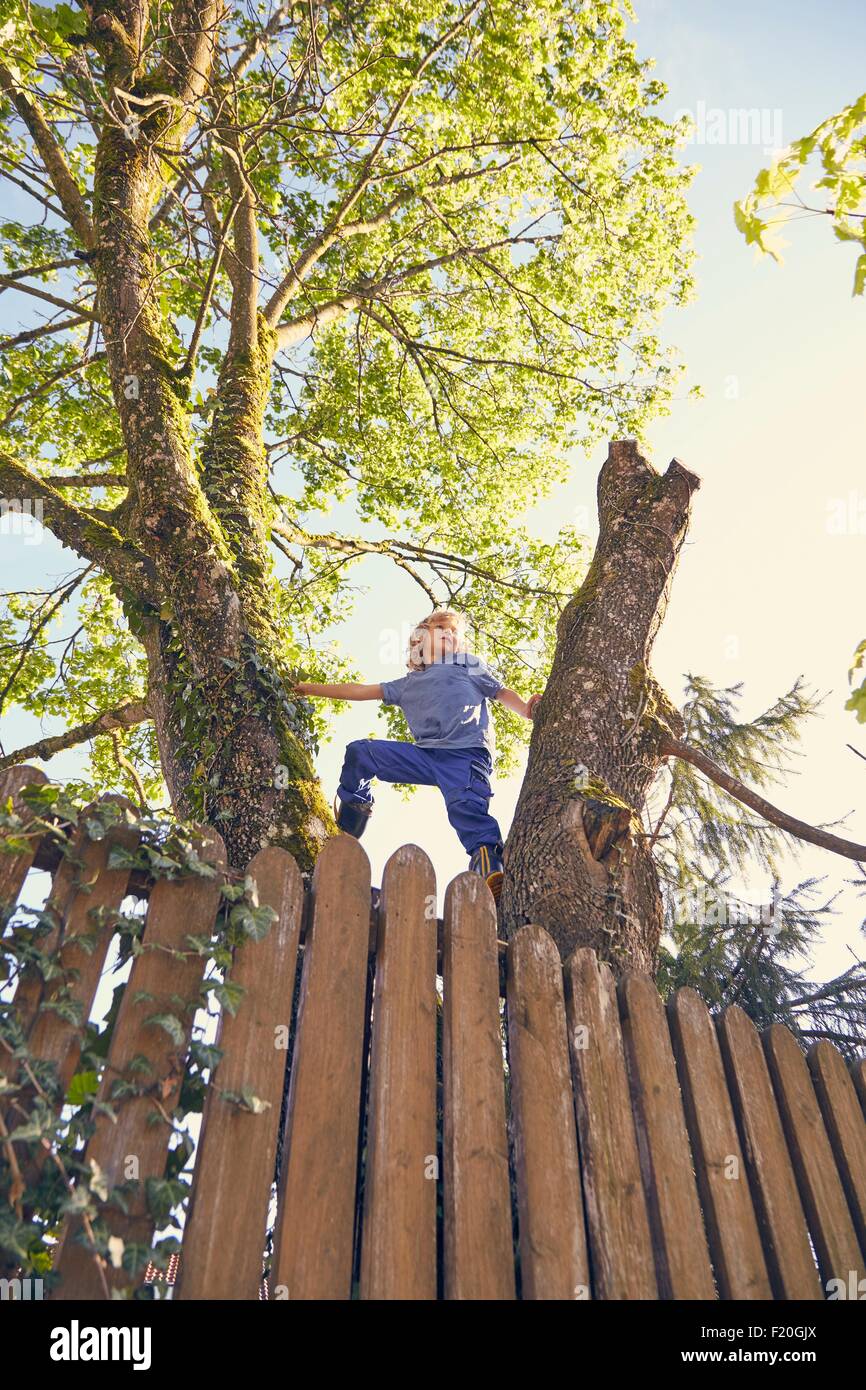 Young boy climbing tree, low angle view Stock Photo