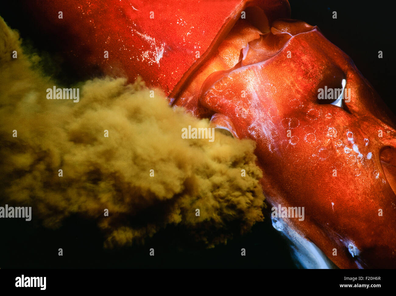 Deep Sea Squid squirts ink (Symplectoteuthis oualensis) - Eilat, Israel, Red Sea Stock Photo