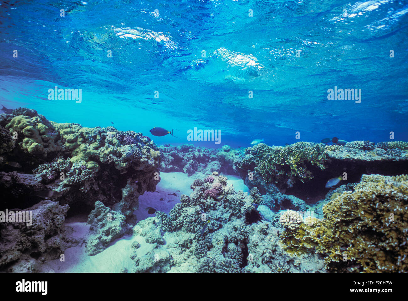 Orangespine Unicornfish (Naso lituratus) swims above coral reef table and sandy lagoon, Egypt - Red Sea. Stock Photo