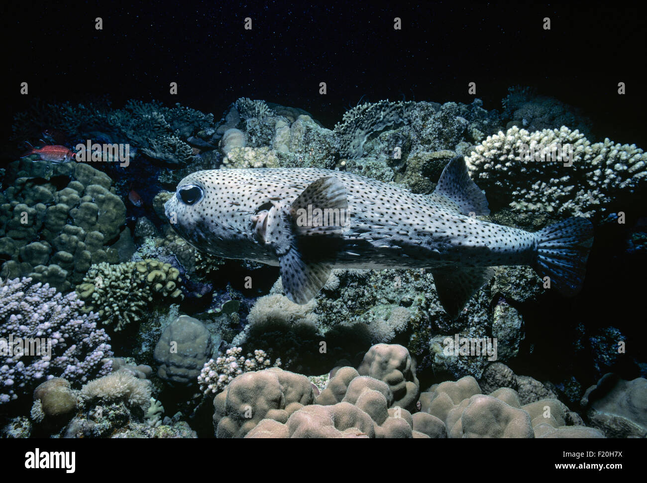 Porcupinefish swimming at night (Diodon hystrix)  - Red Sea. Stock Photo