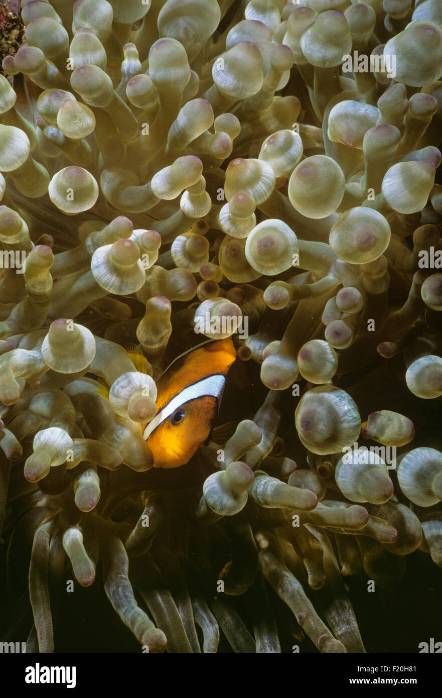 Two-bar Clownfish (Amphiprion bicinctus) hides in Magnifiscent Sea Anemone ( Heteractis magnifica) (an example of a symbiotic re Stock Photo