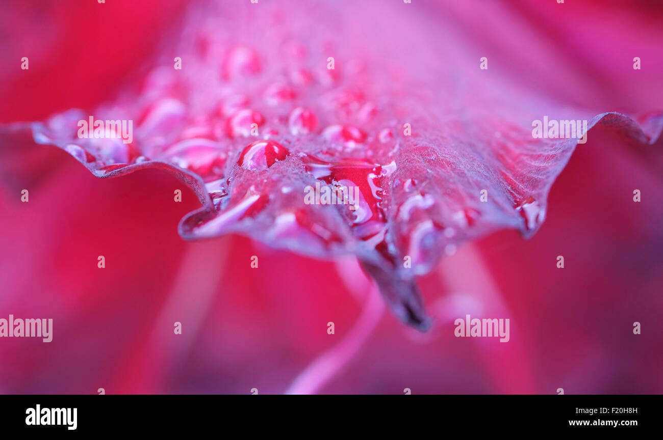 rain drops on a gladioli petal, norfolk, england Stock Photo