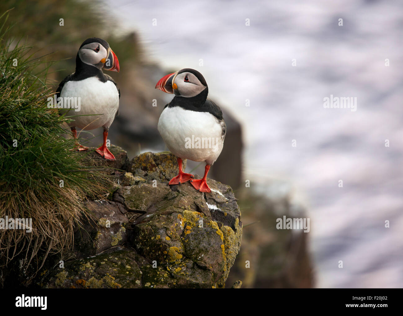 Photographing Atlantic Puffins in Iceland