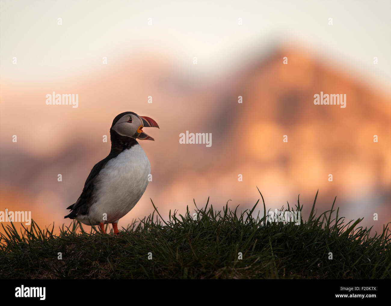 Puffin on cliff at Borgarfjordur: on the east coast of Iceland. Stock Photo