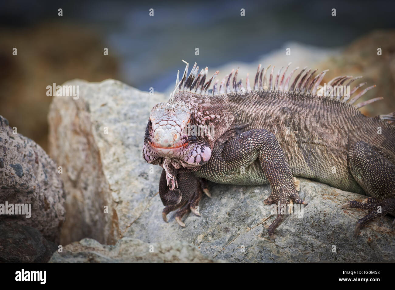 Wild Iguana on the rocks in the Caribbean island of St. Thomas Stock Photo